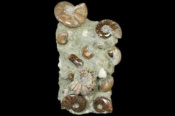 Tall, Composite Ammonite Fossil Sculpture #120704